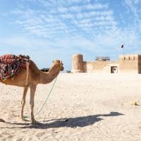 Qatar camelos no historico forte zubarah
