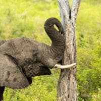 Bushtops elefante