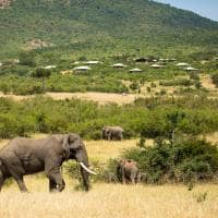 Mara bushtops elefante