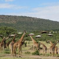 Mara bushtops girafas