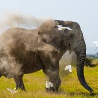 Quenia angama amboseli parque nacional elefante