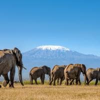 Quenia angama amboseli parque nacional monte kilimanjaro elefante