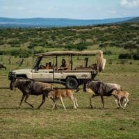 Quenia porini ol kinyei safari cottages safari carro