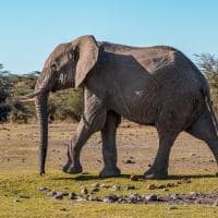 Quenia porini rhino camp elefante