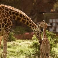 Quenia thesafaricollection giraffemanor girafa filhote