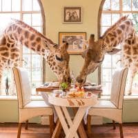 Quenia thesafaricollection giraffemanor girafas