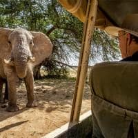 Quenia thesafaricollection sasaab game drive elefante