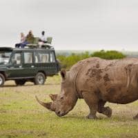 Quenia thesafaricollection solio safari rinoceronte
