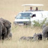 Safári vida selvagem turismo Quênia