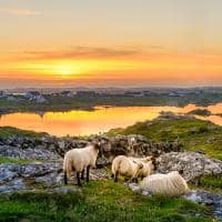 Irlanda ovelhas pordosol