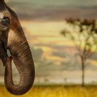 Ruanda elefante