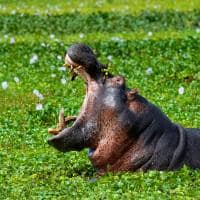 Ruanda hipopotamo