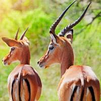 Ruanda impala