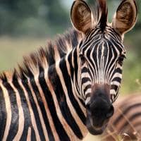 Ruanda zebra close