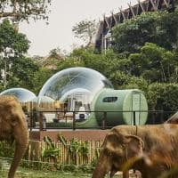 Tailandia anantara goldentriagleelephantcamp guestroom bolha elefante