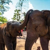Santuario elefantes chiang mai
