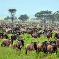 Grande Migração de Serengueti e Tanzânia