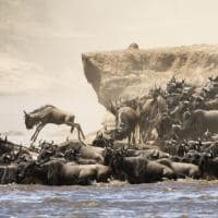 grande migração gnus Tanzânia