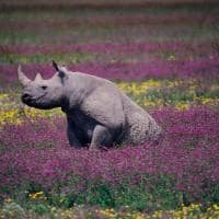Rinoceronte negro na cratera ngorongoro