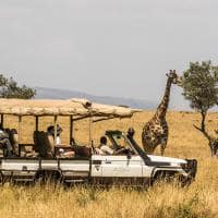 Serengeti bushtops girafa safari