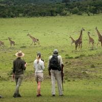 Tanzania andbeyond kleins camp walking safari girafa