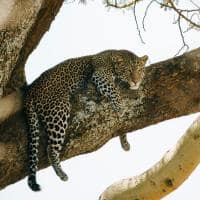 Tanzania nimali serengeti felino