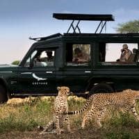 Tanzania serengeti under canvas game dribe cheetah