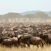 Tanzania serengeti under canvas migracao gnus