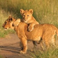 Vida selvagem: leões Tanzânia