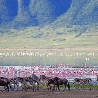 Zebras flamingos gnus, Cratera Ngorongoro, Tanzânia