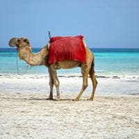 Camelo em praia de Djerba - Tunísia.