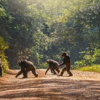 Uganda chimpanze familia