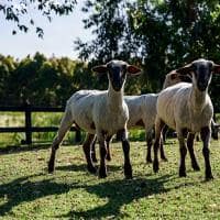 Fasano punta del este uruguai animais ovelha