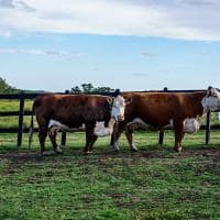 Fasano punta del este uruguai animais vacas