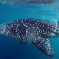 Vida marinha em Seychelles - Tubarão baleia