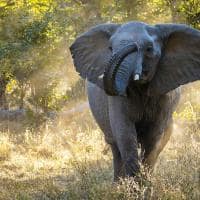 Zimbabue parque nacional hwange elefante