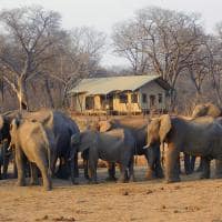 Zimbabue parque nacional hwange elefantes