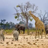 Zimbabue parque nacional hwange girafa