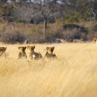 Zimbabue parque nacional hwange leoes